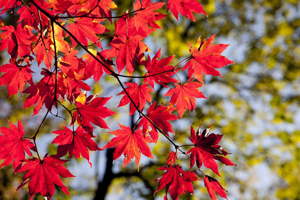 Ahornblätter Herbst
